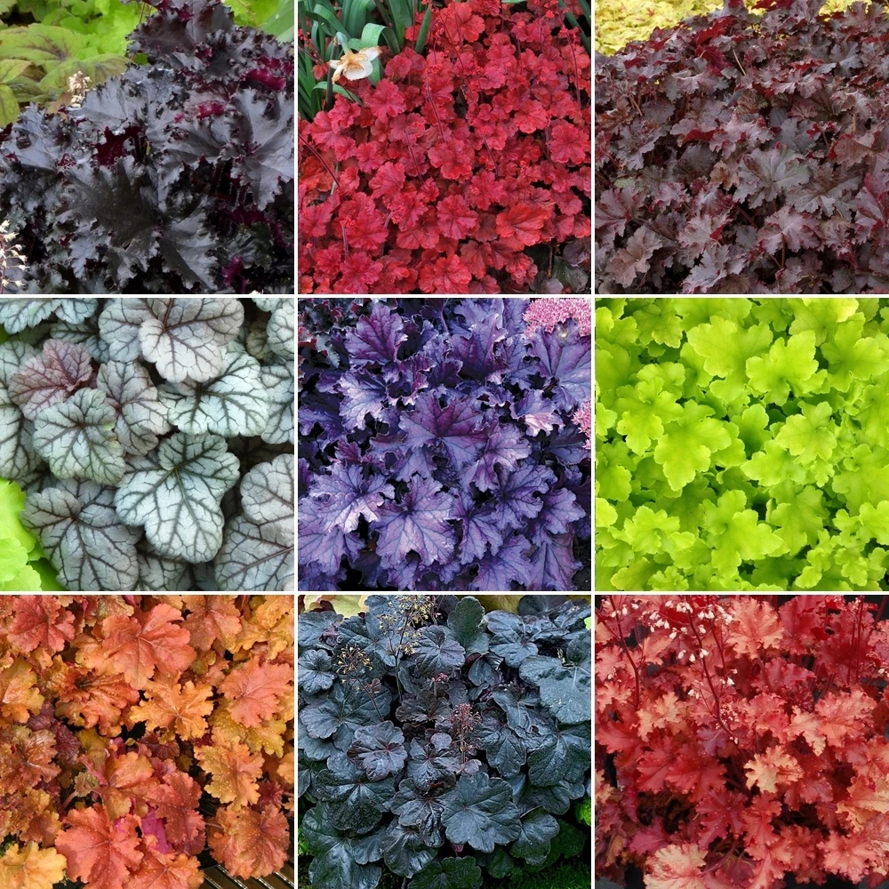 Heuchera Mix (5 Plants) Heuchera Mix (5 Plants) -Garden Plant Seed Store heuchera mix 5 plants p2841 30044 image