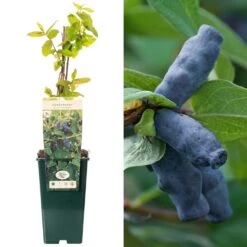 Honeyberry - Lonicera Caerulea Edulis Blue Banana