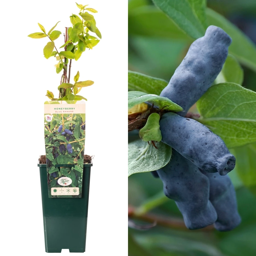 Honeyberry - Lonicera caerulea edulis Blue Banana Honeyberry - Lonicera Caerulea Edulis Blue Banana -Garden Plant Seed Store honeyberry lonicera caerulea edulis blue banana p6040 46966 image