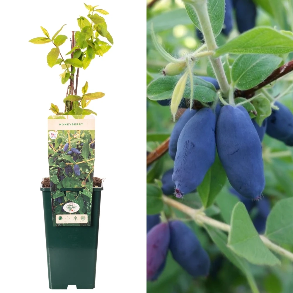 Honeyberry - Lonicera caerulea edulis Honey Bee Honeyberry - Lonicera Caerulea Edulis Honey Bee -Garden Plant Seed Store honeyberry lonicera caerulea edulis honey bee p6043 46978 image