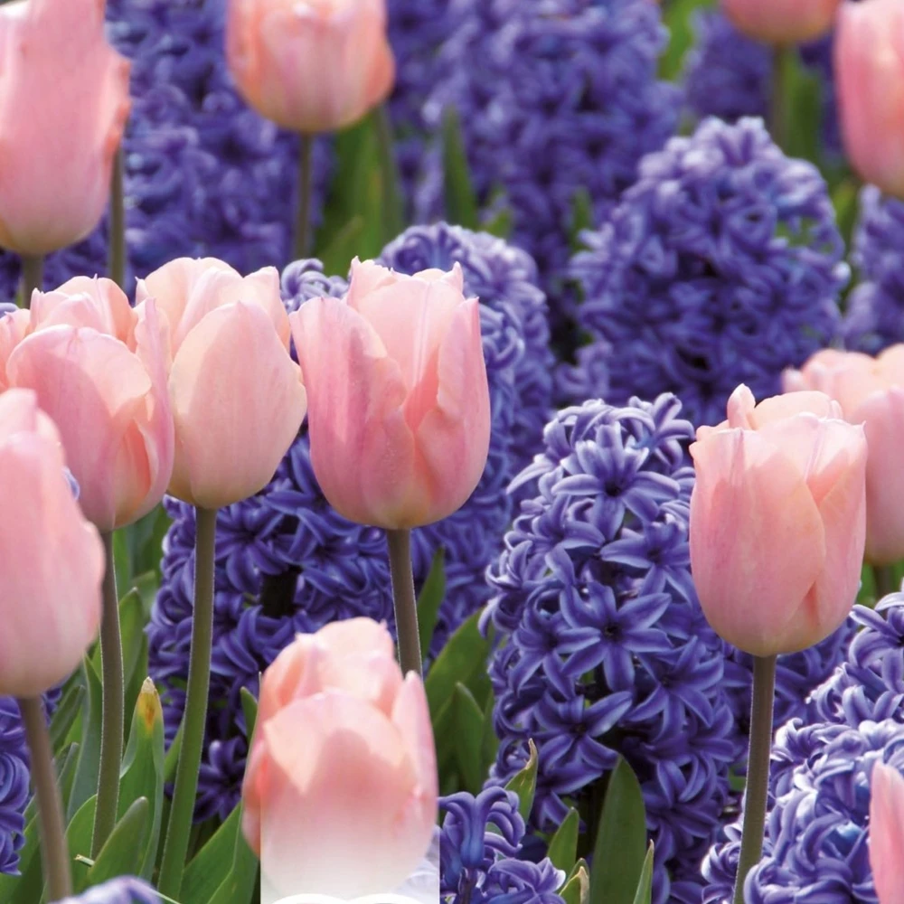 Hyacinth Blue and Tulip Pink (Pack of 15) Hyacinth Blue And Tulip Pink (Pack Of 15) -Garden Plant Seed Store hyacinth blue and tulip pink pack of 15 p6919 49600 image