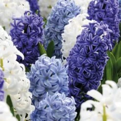 Hyacinth Ocean Blend (Pack Of 8)