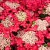 Hydrangea Lady In Red