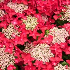 Hydrangea Lady In Red