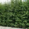 Italian Alder Bare Root Hedge (2ft - 3ft)