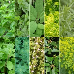 Itallian Herb Mix - 6 Plant - Garden Kitchen Herb For Cooking