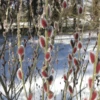 Japanese Pink Pussy Willow Tree