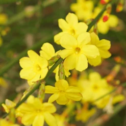 Jasminum Nudiflorum (9cm)