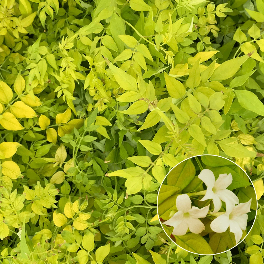 Jasminum Officinale Fiona Sunrise Jasmine Deciduous Shrub Hardy Jasminum Officinale Fiona Sunrise Jasmine Deciduous Shrub Hardy -Garden Plant Seed Store jasminum officinale fiona sunrise jasmine deciduous shrub hardy p347 35587 image