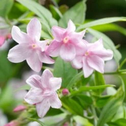 Jasminum Stephanense