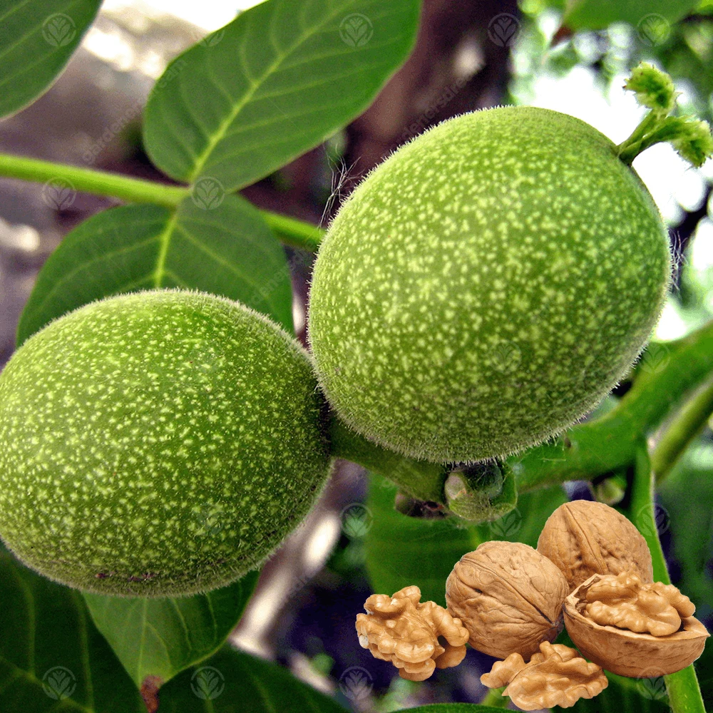 Juglans regia Tree Juglans Regia Tree -Garden Plant Seed Store juglans regia tree p3311 33875 image