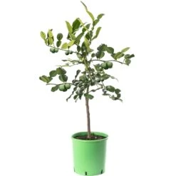 Kaffir Lime Tree