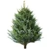 Korean Fir Fresh Cut Christmas Trees