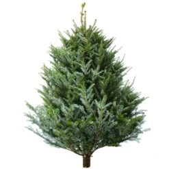 Korean Fir Fresh Cut Christmas Trees