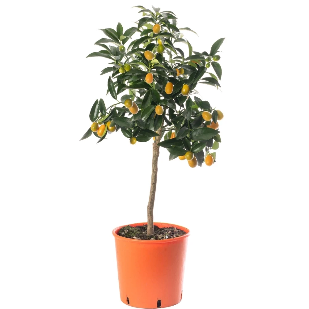 Kumquat Tree Kumquat Tree -Garden Plant Seed Store kumquat tree p7366 52795 image