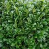 Laurel Hedge Bare Root Hedge (1ft - 2ft)