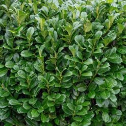 Laurel Hedge Bare Root Hedge (1ft - 2ft)