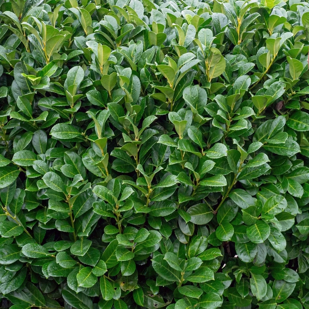 Laurel Hedge Bare Root Hedge (1ft - 2ft) Laurel Hedge Bare Root Hedge (1ft - 2ft) -Garden Plant Seed Store laurel hedge bare root hedge 1ft 2ft p7770 58374 image