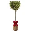 Laurus Nobilis Patio Bay Tree In Festive Christmas Wrapping