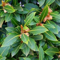 Laurus Nobilis Shrub