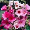 Lavatera Collection (9cm, Pack Of 3)