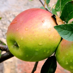 Laxtons Superb Apple Tree