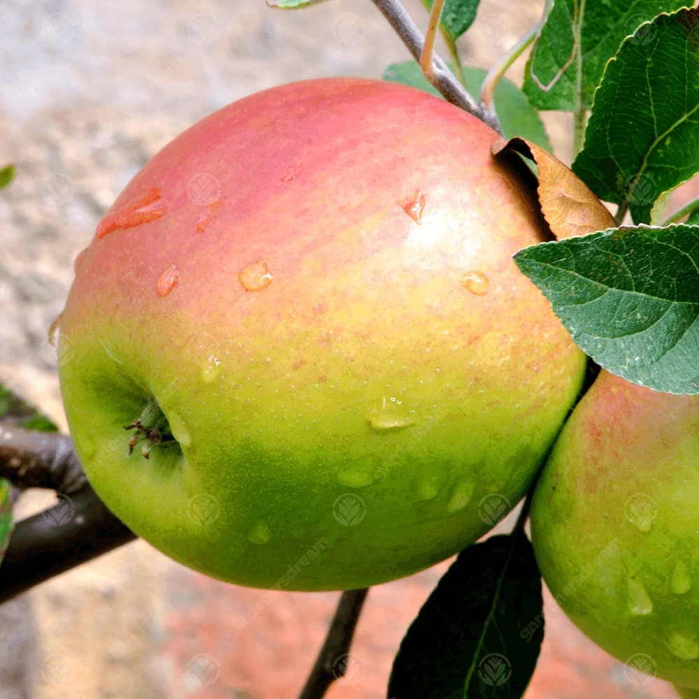 Laxtons Superb Apple Tree Laxtons Superb Apple Tree -Garden Plant Seed Store laxtons superb apple tree p4448 34631 image
