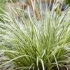 Lomandra White Sands