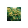 Lonicera Tellmanniana Deciduous Climber
