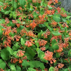 Lonicera X Brownii Dropmore Scarlet (9cm)