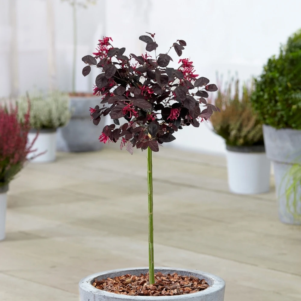Loropetalum Black Pearl Patio Tree Loropetalum Black Pearl Patio Tree -Garden Plant Seed Store loropetalum black pearl patio tree p7591 54348 image