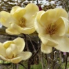 Magnolia Honey Tulip Tree