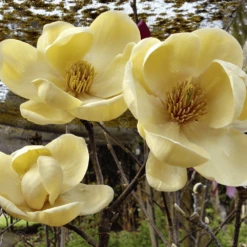 Magnolia Honey Tulip Tree