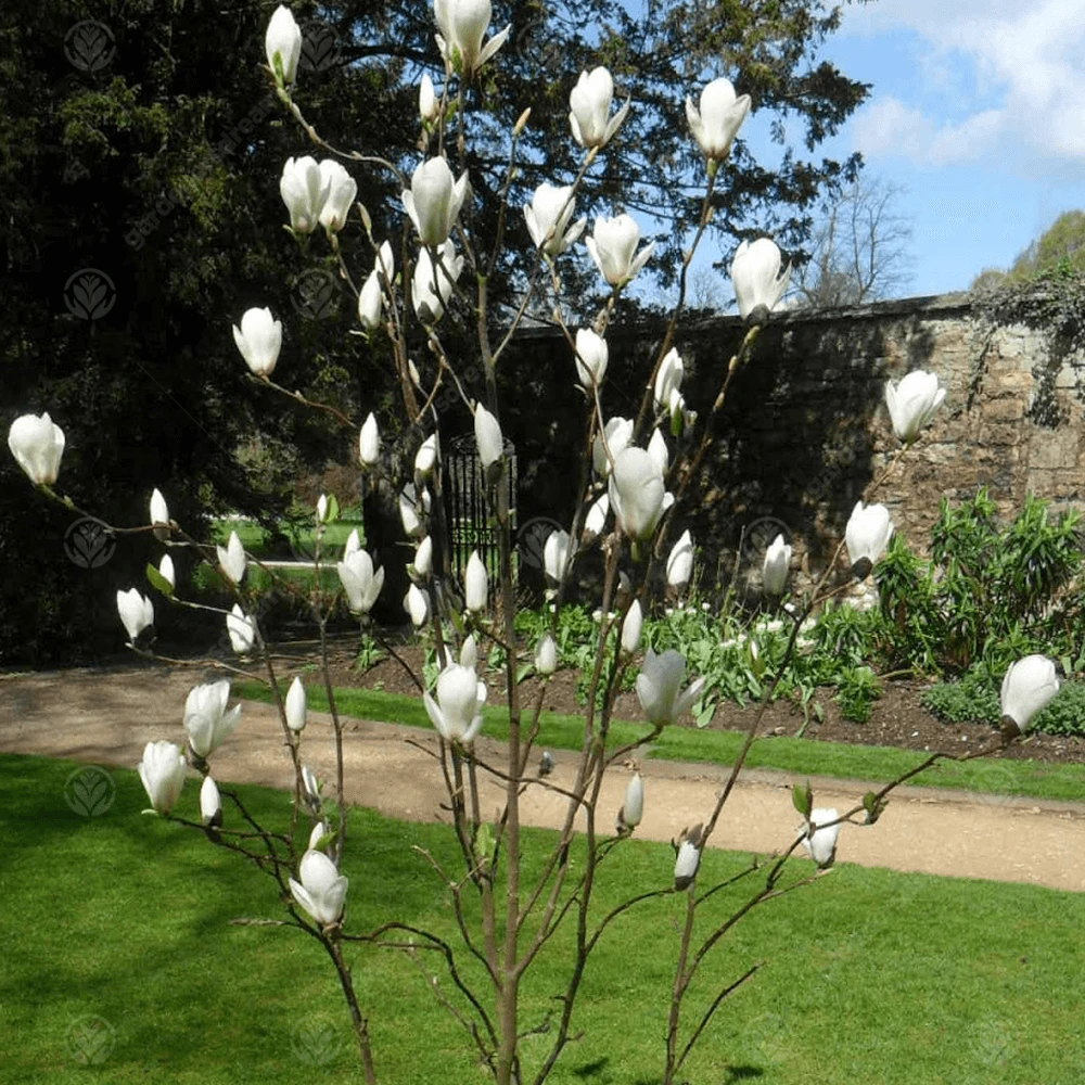 Magnolia Manchu Fan Tree Magnolia Manchu Fan Tree -Garden Plant Seed Store magnolia manchu fan tree p4202 32417 image
