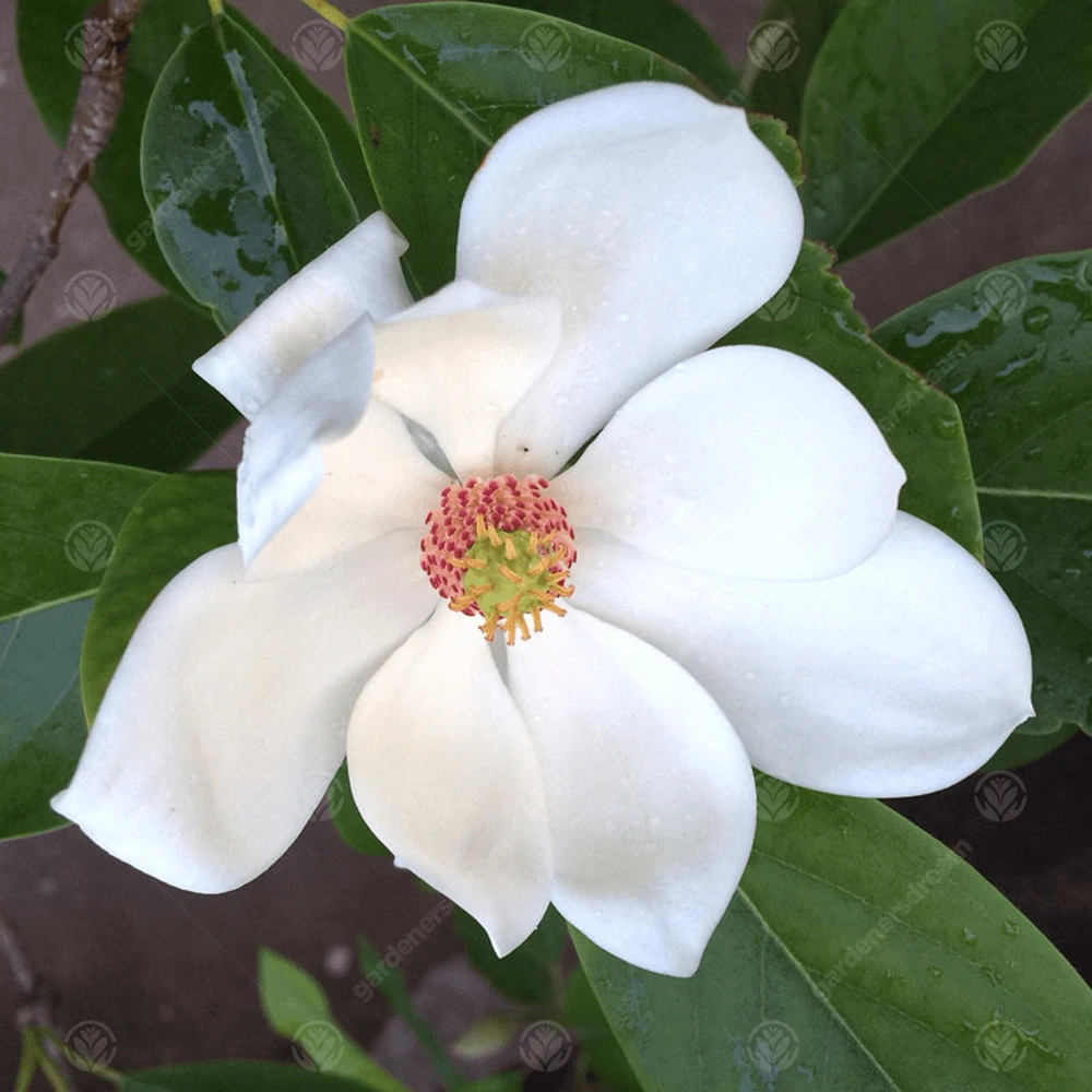 Magnolia Porcelain Dove Tree Magnolia Porcelain Dove Tree -Garden Plant Seed Store magnolia porcelain dove tree p4203 32423 image