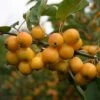 Malus Golden Hornet Tree