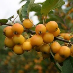 Malus Golden Hornet Tree
