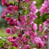 Malus Indian Magic Tree