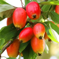 Malus John Downie Tree