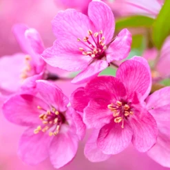 Malus Prairie Fire Tree
