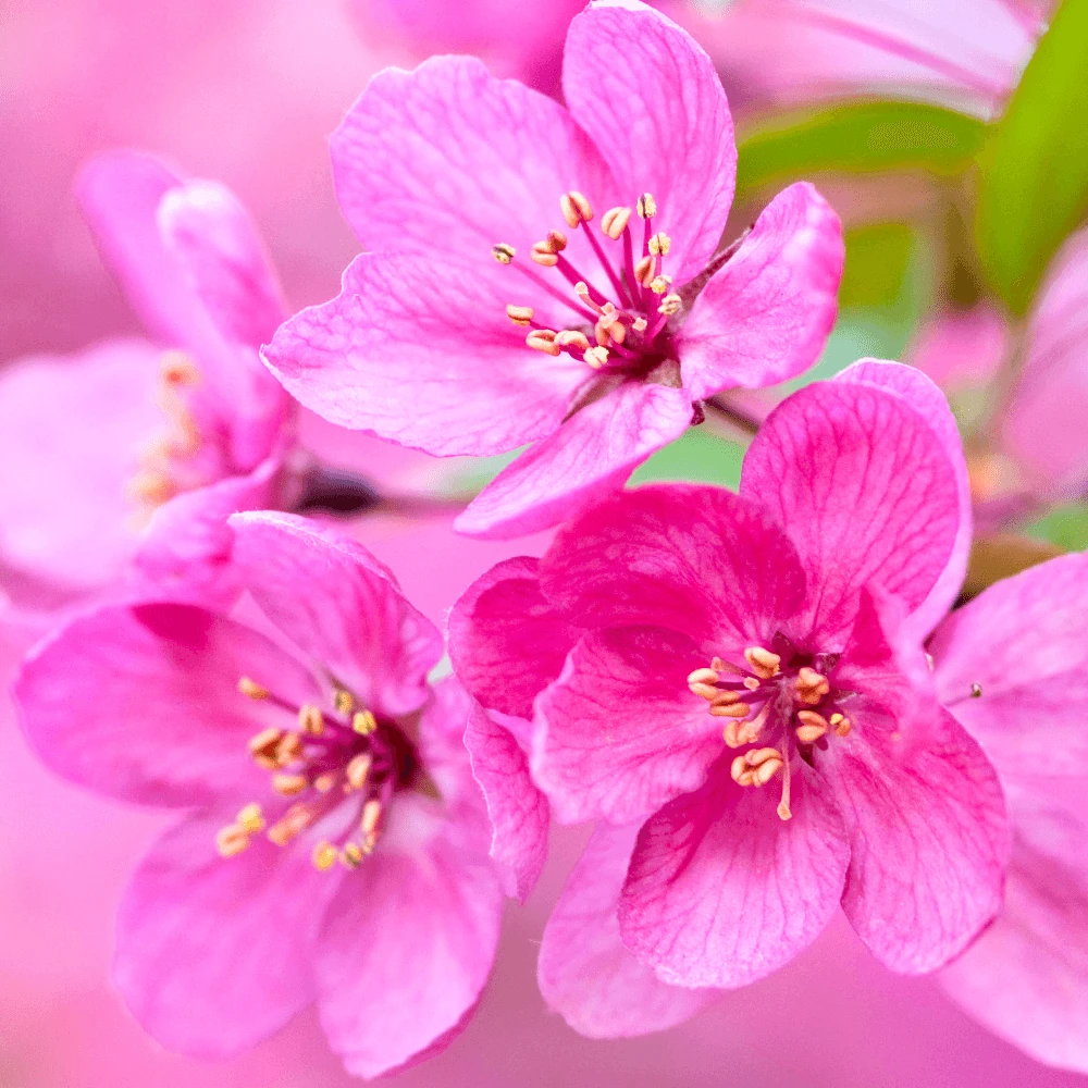 Malus Prairie Fire Tree Malus Prairie Fire Tree -Garden Plant Seed Store malus prairie fire tree p4005 35399 image