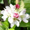 Malus White Star Tree