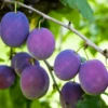 Marjories Seedling Plum Tree