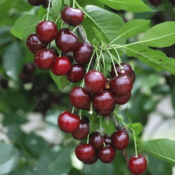 Morello Cherry Tree