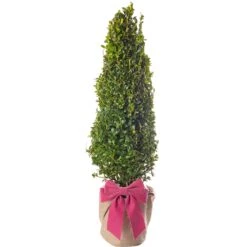 Mother's Day Gift - Box Pyramid Topiary Tree