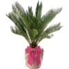 Mother's Day Gift - Cycas Revoluta