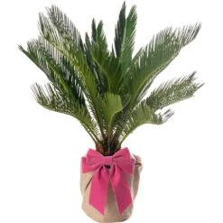 Mother's Day Gift - Cycas Revoluta