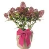 Mother's Day Gift - Skimmia Rubella