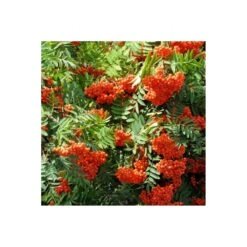 Mountain Ash Rowan Bare Root Hedge (2ft - 4ft)