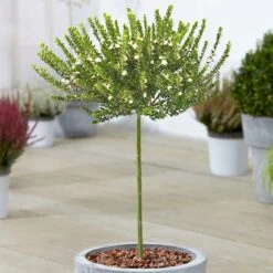 Myrtus Tarentina Patio Tree